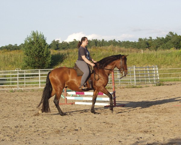 broodmare Energica XII (Pura Raza Espanola (PRE), 2007)