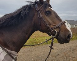 dressage horse Napoli 56 (German Sport Horse, 2011, from Neurit)