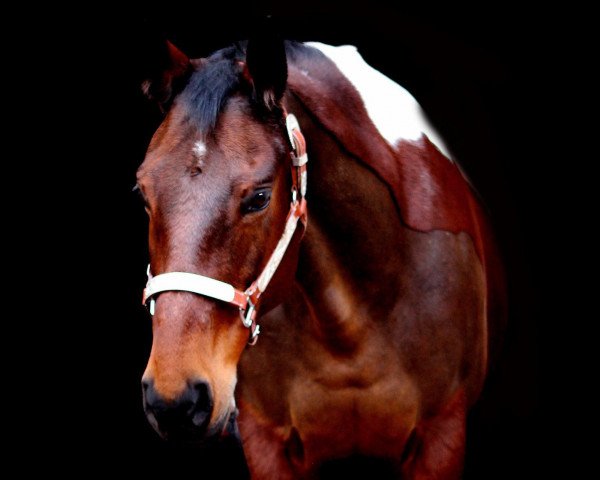 jumper Jessie Polly Ann (Paint Horse, 1999)