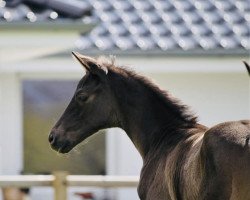 stallion Sagrantino (Trakehner, 2020, from E.H. Millennium)