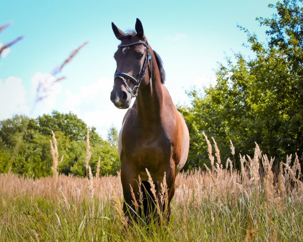 dressage horse Bon Garcon (German Sport Horse, 2013, from Bon Bravour)