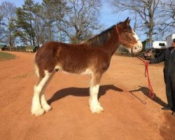 Pferd Maple Stone Lochy's Reflection (Clydesdale, 2014, von Old Greenlaw Lochy)