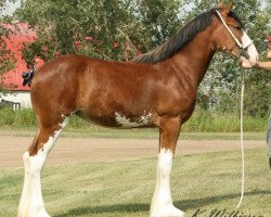 Zuchtstute Willow Way Lita (Clydesdale, 2011, von Zorra Highland Captain)