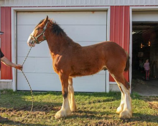 Pferd Maple Stone Iceman (Clydesdale, 2018, von Freedom Highland Sir Charles)