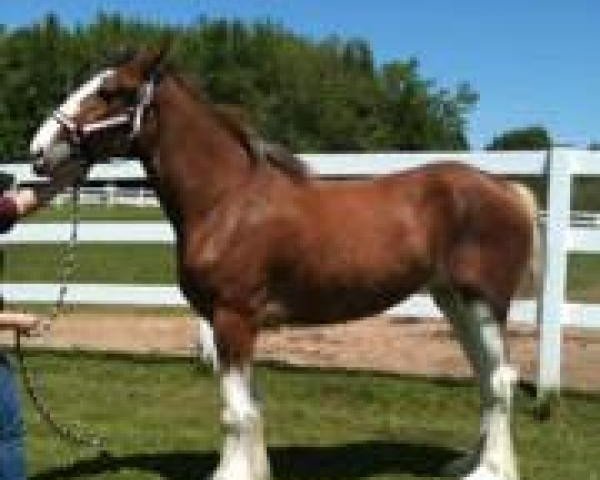 Pferd Maple Stone Glori Be (Clydesdale, 2012, von Old Greenlaw Lochy)