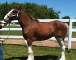 horse Maple Stone Glori Be (Clydesdale, 2012, from Old Greenlaw Lochy)