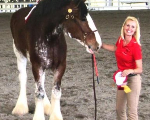 horse Maple Hill Lance's Captain (Clydesdale, 2006, from North River Lance)