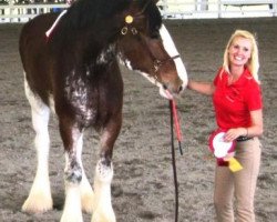 Pferd Maple Hill Lance's Captain (Clydesdale, 2006, von North River Lance)