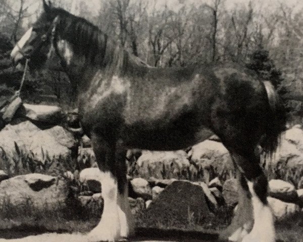 Pferd Maple Hall Sherri (Clydesdale, 1984, von Ogdensburg Amos)