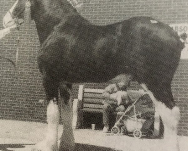 Pferd Maplebrook Tony (Clydesdale, 1991, von Westerdale Winston)