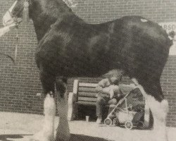 Pferd Maplebrook Tony (Clydesdale, 1991, von Westerdale Winston)