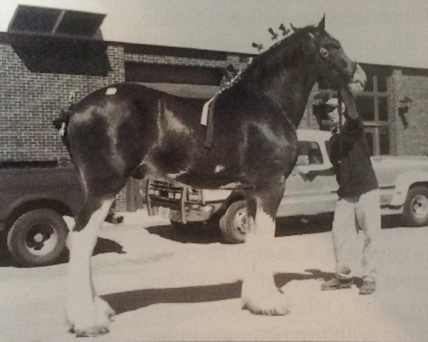 Pferd Maple Brook Ricky (Clydesdale, 1997, von Karvelton Pride II)