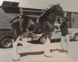 horse Maple Brook Ricky (Clydesdale, 1997, from Karvelton Pride II)