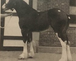 Zuchtstute Maple Brook Lottie (Clydesdale, 1979, von Joyce's Highland Laddie)