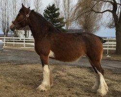 broodmare Maple Acres' Vollaille (Clydesdale, 2011, from Willow Way Jewel's Gerard)