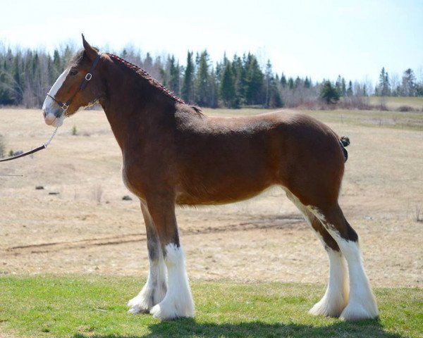 horse Maple Acres' Hanna (Clydesdale, 2014, from Green Leaf Catalyst)