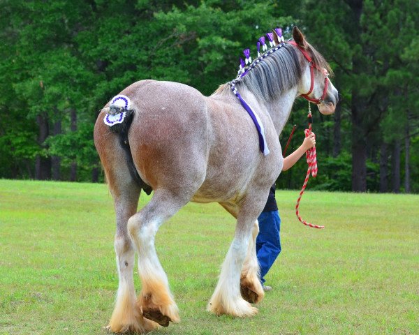 broodmare Mcdale Glens Lady Victoria (Clydesdale, 1998, from Doura Sensation)