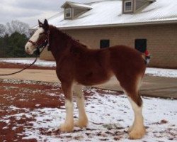 horse Maple Acres' Elaine (Clydesdale, 2011, from Birky's Pride Preludes Strut)