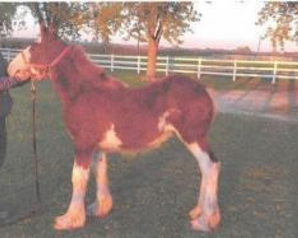 horse Major's Maebelle of Galloglas (Clydesdale, 2019, from Donegal Major Factor)