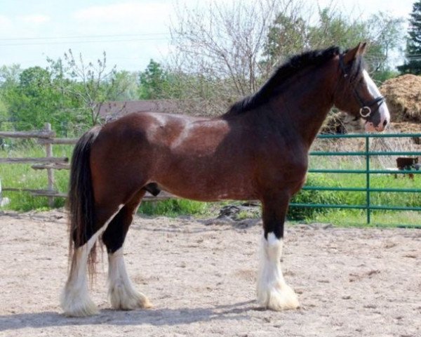 Deckhengst Major Tyson (Clydesdale, 2008, von Carson's Colonel J.R.)