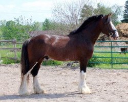 stallion Major Tyson (Clydesdale, 2008, from Carson's Colonel J.R.)