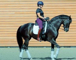 broodmare Frieda (Hanoverian, 2011, from Fürstenball)