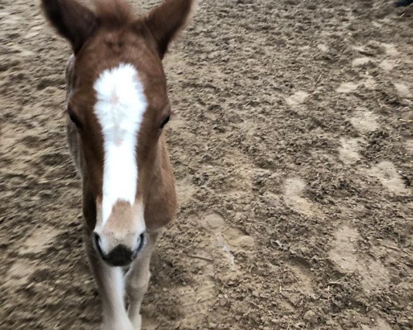 Dressurpferd Nüssi Amour L (Deutsches Reitpony, 2020, von Fs Numero Uno)