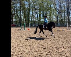 dressage horse Filosofia (Hanoverian, 2012, from Fürst Romancier)