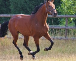 horse Belissima (Oldenburger, 2014, from Belissimo NRW)