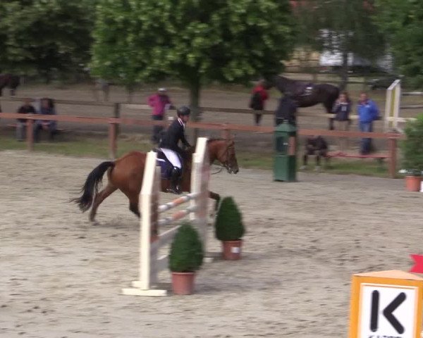 Reitturnier Münster-Roxel 2015