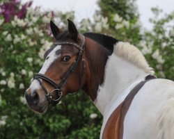 broodmare Amy Diamond (Lewitzer, 2006, from Gasparone)