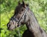 dressage horse Wohld Teify (Welsh-Pony (Section B), 2003, from Trefiw Timmy)