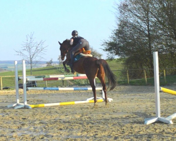 broodmare Kaitika (Trakehner, 2004, from Waitaki 31)