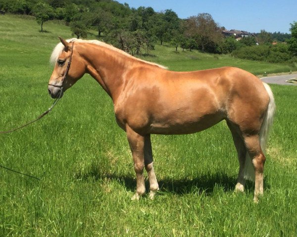 Zuchtstute Wiless BE (Haflinger, 2013, von Stano)