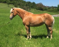 broodmare Wiless BE (Haflinger, 2013, from Stano)