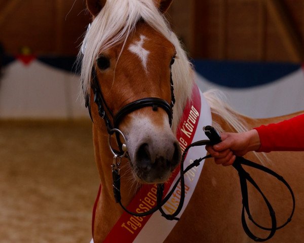 Deckhengst Stadox BE (Haflinger, 2010, von Staniero BE)