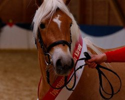 Deckhengst Stadox BE (Haflinger, 2010, von Staniero BE)