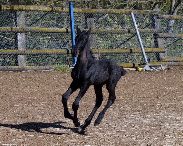 Pferd Olfrik fan de Posthoeve (Friese, 2020, von Jouwe 485)