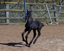 horse Olfrik fan de Posthoeve (Friese, 2020, from Jouwe 485)