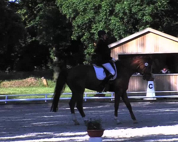 Reitturnier Redefin 2015