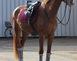 jumper Loving Lady Em (German Sport Horse, 2015, from Loving Dancer)