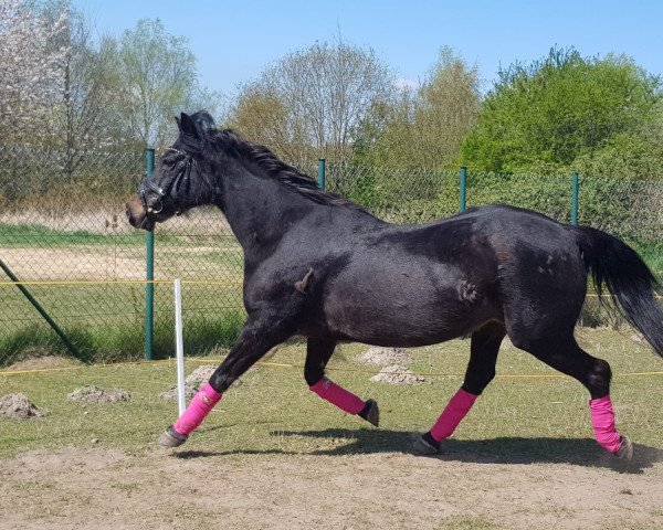 broodmare Blinded 305 (German Riding Pony, 1992, from Condor)