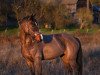 jumper Carisma 108 (Oldenburg show jumper, 2006, from Conterno Grande)