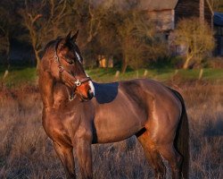 jumper Carisma 108 (Oldenburg show jumper, 2006, from Conterno Grande)