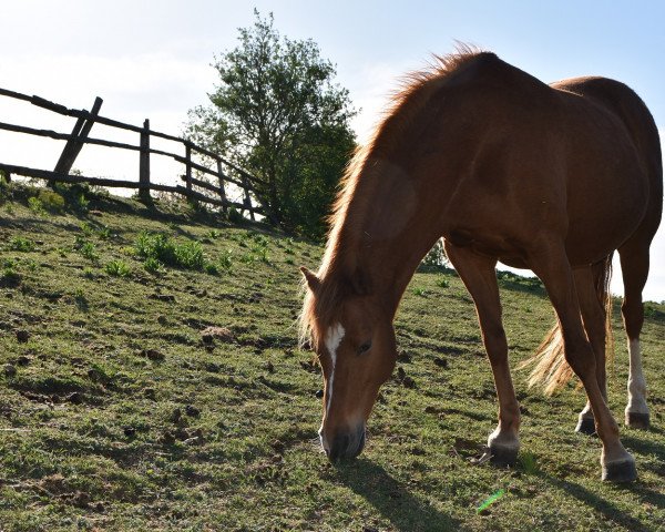 broodmare Alice (German Riding Pony, 2005, from Arts-Dancer-Boy)