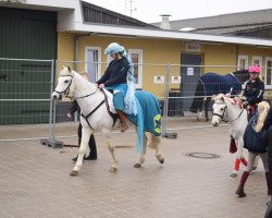 Springpferd Elmholts Gaschon (New-Forest-Pony, 2006, von Pedro)