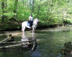 horse Ian (Fjord Horse, 2011, from Ilmar)