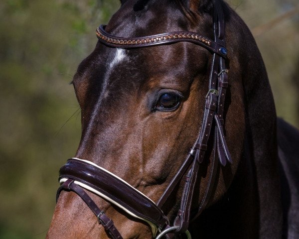 broodmare Grajana STEF (Mecklenburg, 2015, from Grabenstern I)