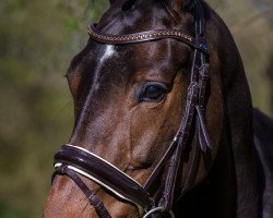 broodmare Grajana STEF (Mecklenburg, 2015, from Grabenstern I)