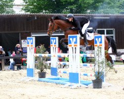 jumper Donna Harmonie Z (Zangersheide riding horse, 2012, from Don Ramiro)